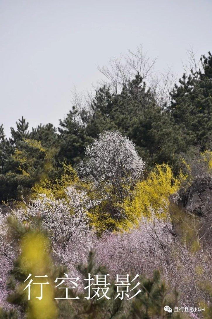 为什么周也被称为“地表最强资源花”?知识星球,专注知识共享与交流
